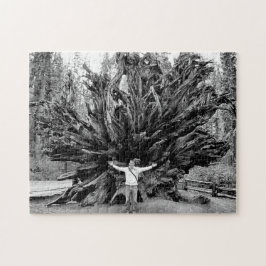 Quebra-cabeça Tronco de árvore Sequioa de ângulo largo - 11x14 -