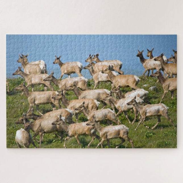 Quebra-cabeça Tule Elk| Parque Nacional Point Reyes, CA (Horizontal)