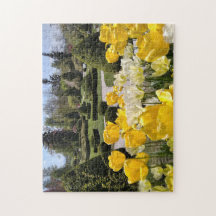 Tulipas Amarelas de Arboretum Volcji Potok Eslovên