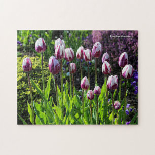 Quebra-cabeça Tulipas do triunfo do sinalizador de chamas branco