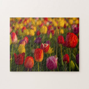Quebra-cabeça Tulipas, Festival de Tulipas, Woodburn, Oregon, EU