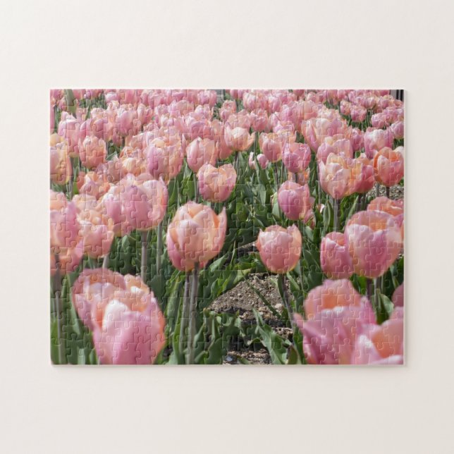 Quebra-cabeça Tulipas Rosa Beijadas pelo Sol (Horizontal)