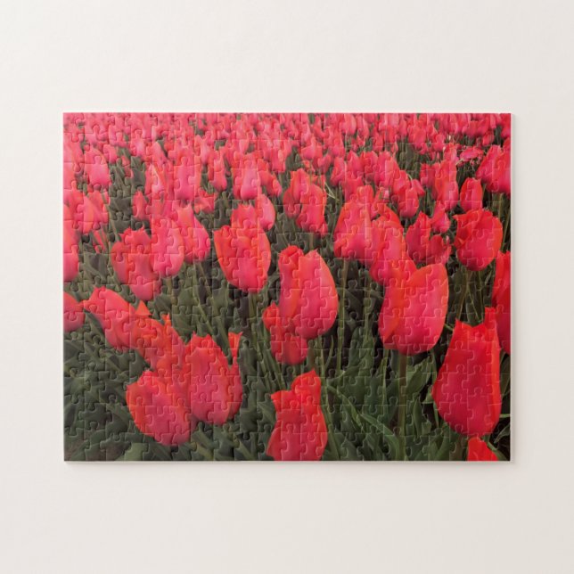 Quebra-cabeça Tulipas Rosa Corais (Horizontal)