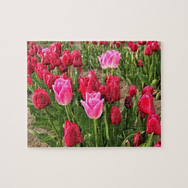 Quebra-cabeça Tulipas Rosa e Vermelha (Horizontal)