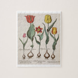 Quebra-cabeça Tulipas: rubens dos maculis do lutea 1.Tulipa; au