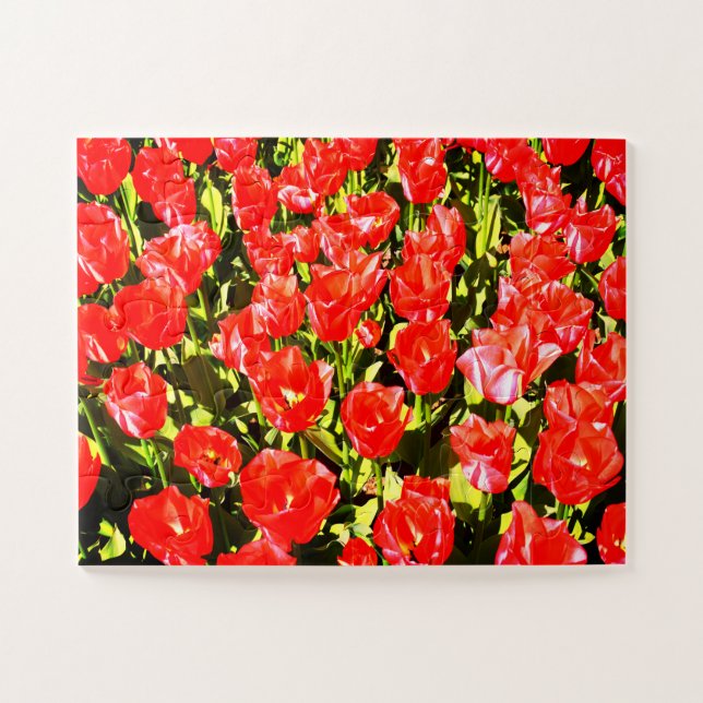 Quebra-cabeça Tulipas vermelhas (Horizontal)