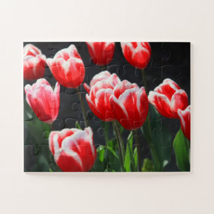Quebra-cabeça Tulips 30-pc