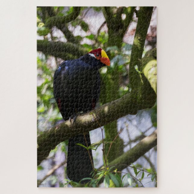 Quebra-cabeça Turaco-de-lady-ross (Vertical)