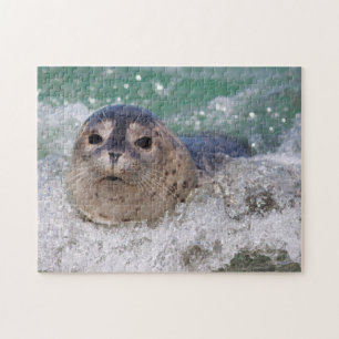 Quebra-cabeça Um filhote de foca surfando