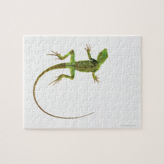 Quebra-cabeça Um lagarto no chão branco puro (Horizontal)
