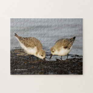 Quebra-cabeça Um Par de Compartilhamentos Sanderlings