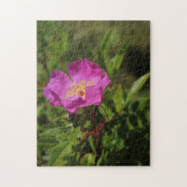 Quebra-cabeça Um único selvagem aumentou