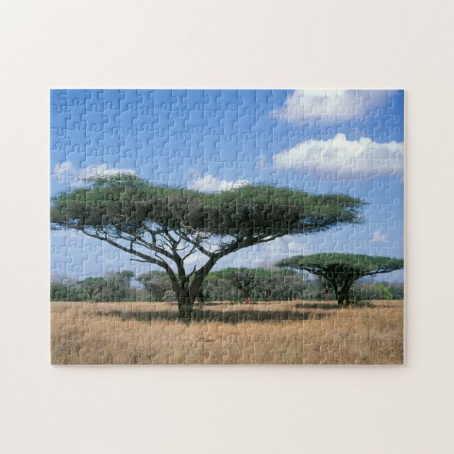 Quebra-cabeça Umbrella Thorn Acacia (Acacia tortilis), Mkuze (Horizontal)