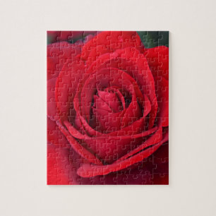 Quebra-cabeça Única rosa vermelha na flor completa