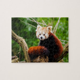 Quebra-cabeça Urso de panda vermelha bonito