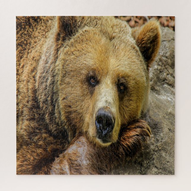 Quebra-cabeça Urso Marrom Selvagem (Vertical)