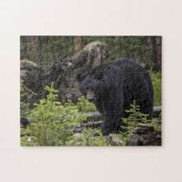 Quebra-cabeça Urso Negro na Floresta