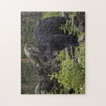 Urso Negro na Floresta