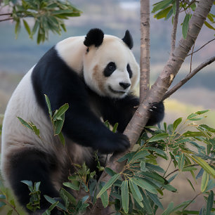 Quebra-cabeça Urso Panda em uma Árvore