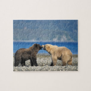 Quebra-cabeça Urso pardo, urso cinzento, brincar na praia,