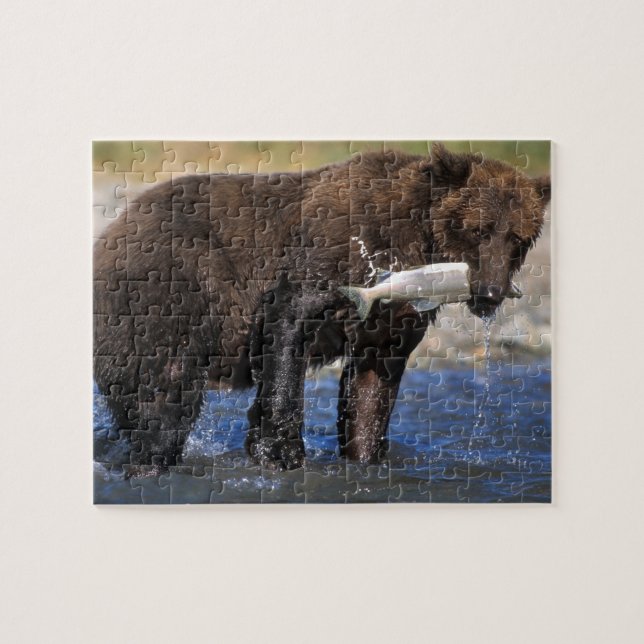 Quebra-cabeça Urso pardo, urso cinzento, com captura de salmão, (Horizontal)