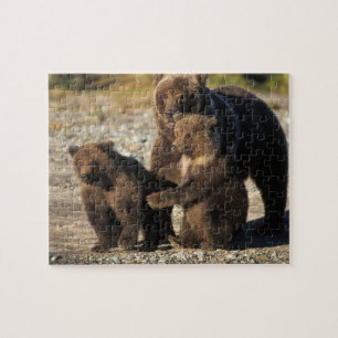 Quebra-cabeça Urso pardo, urso cinzento, porca com filhotes na c