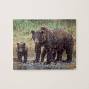 Quebra-cabeça urso pardo, Ursus arctos, urso cinzento, Ursus 3