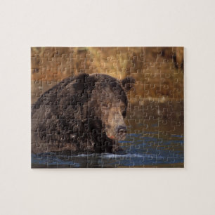 Quebra-cabeça urso pardo, Ursus arctos, urso cinzento, Ursus 5