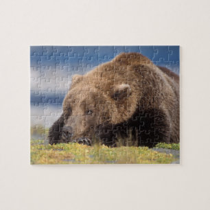 Quebra-cabeça urso pardo, Ursus arctos, urso cinzento, Ursus 8