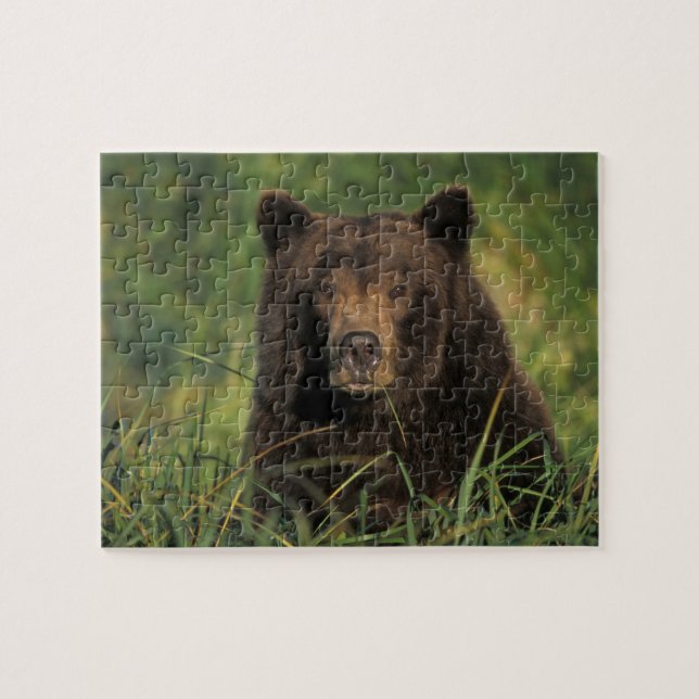 Quebra-cabeça urso pardo, Ursus arctos, urso cinzento, Ursus 9 (Horizontal)