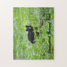 Urso - Parque Nacional Shenandoah