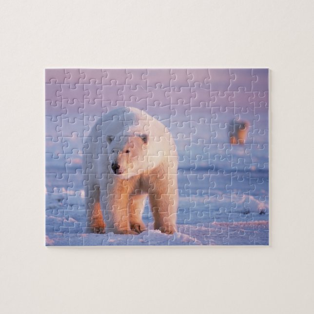 Quebra-cabeça urso polar, Ursus maritimus (Horizontal)
