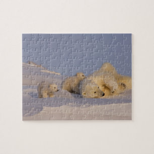 Quebra-cabeça urso polar, Ursus maritimus, fêmea brincando