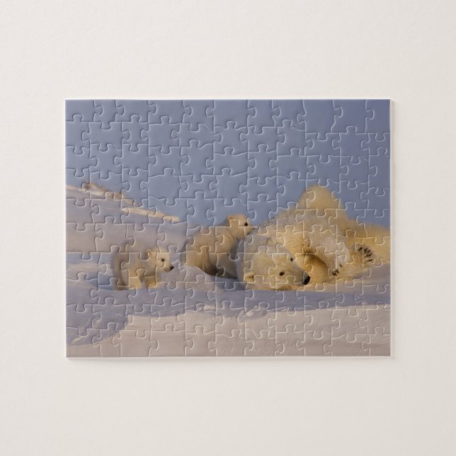 Quebra-cabeça urso polar, Ursus maritimus, fêmea brincando (Horizontal)