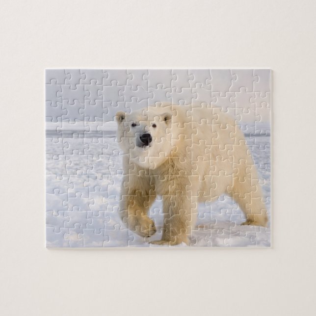 Quebra-cabeça urso polar, Ursus maritimus, no gelo e neve, 2 (Horizontal)