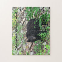 Urso Preto Parque Nacional Shenandoah Virgínia