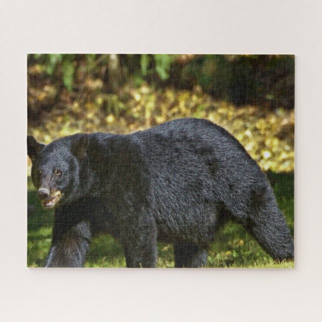 Quebra-cabeça Urso Preto Selvagem. (Horizontal)