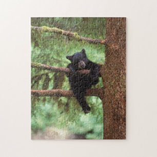 Quebra-cabeça urso preto, Ursus americanus, filhote em uma árvor