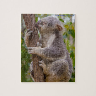 Quebra-cabeça Ursos Koala Austrália