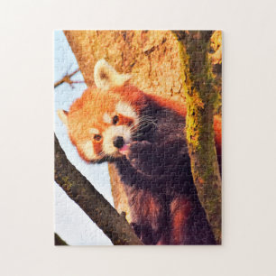 Quebra-cabeça Ursos-Panda Marrons.