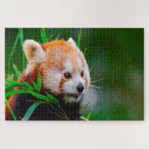 Ursos Panda Vermelhos.