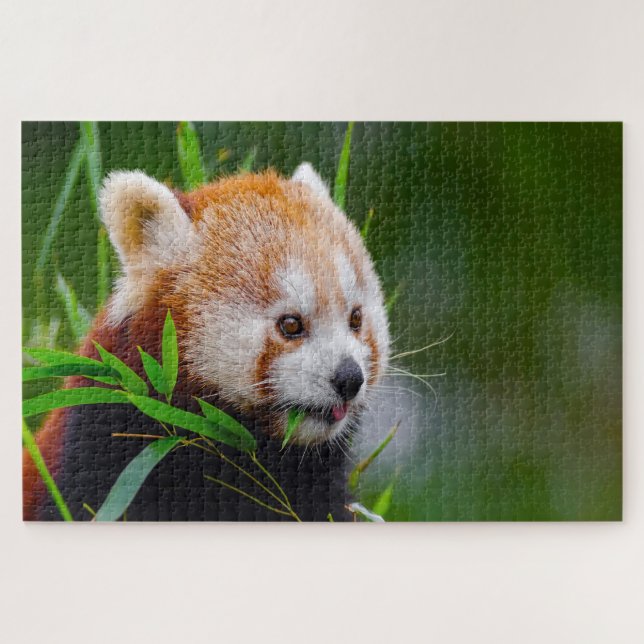 Quebra-cabeça Ursos Panda Vermelhos. (Horizontal)
