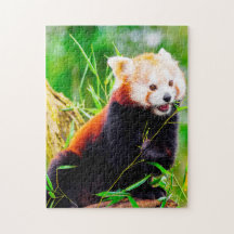 Ursos Panda Vermelhos.