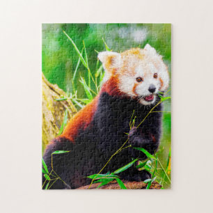 Quebra-cabeça Ursos Panda Vermelhos.