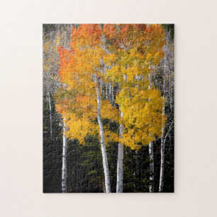 Quebra-cabeça Utah, EUA. Árvores Aspen (Populus Tremuloides) 3