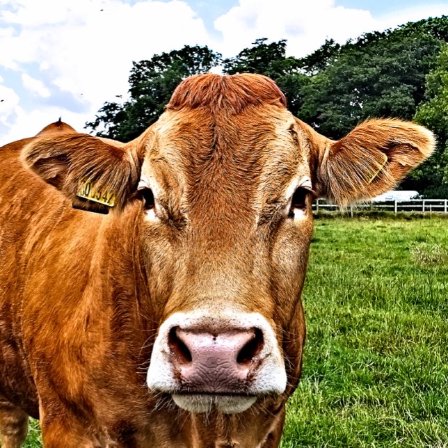 QUEBRA-CABEÇA VACA CUTÂNEA (A photographic design of a cute cow.)