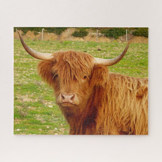 Quebra-cabeça Vaca Highland escocesa (Horizontal)