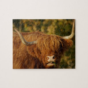 Quebra-cabeça Vaca Highland escocesa