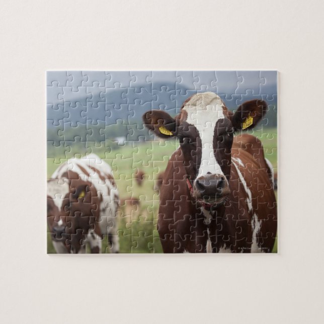 Quebra-cabeça Vacas de pastagem (Horizontal)