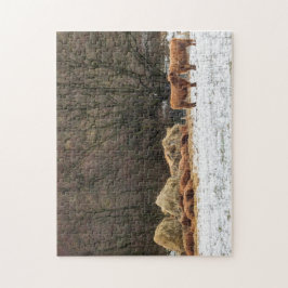 Quebra-cabeça Vacas escocesas das montanhas que mantêm-se mornas